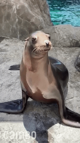 Sea Lions Gif
