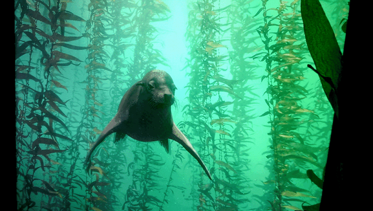 Sea Lions Animated GIF