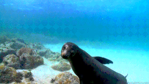 Sea Lions Gif