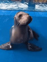 Sea Lions Gif