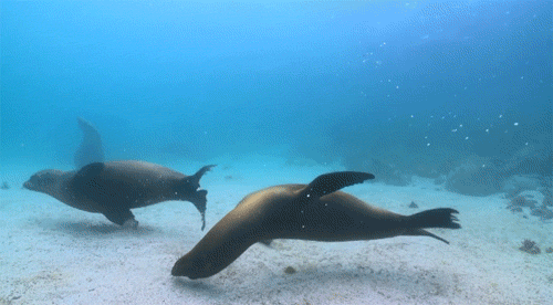 Sea Lions Gif