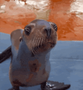 Sea Lions Gif