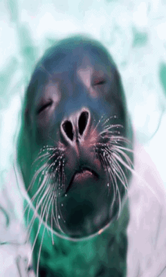 Sea Lions Gif