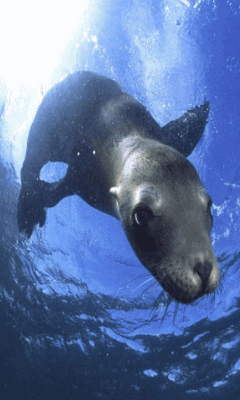 Sea Lions Gif