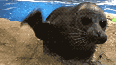 Sea Lions Gif