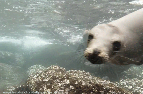 Sea Lions Gif
