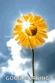 Sun Gif