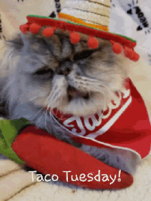 Taco Tuesday Gif