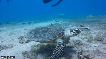 Turtles Gif