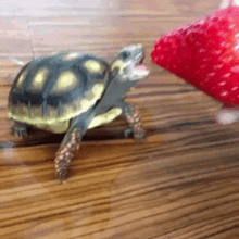 Turtles Gif