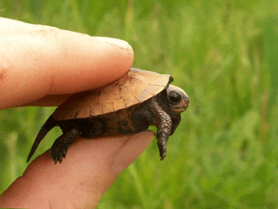 Turtles Gif