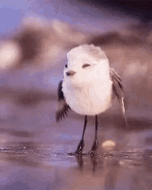 Bird Gif