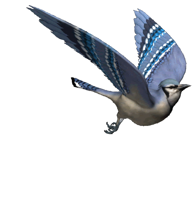 Bird Gif