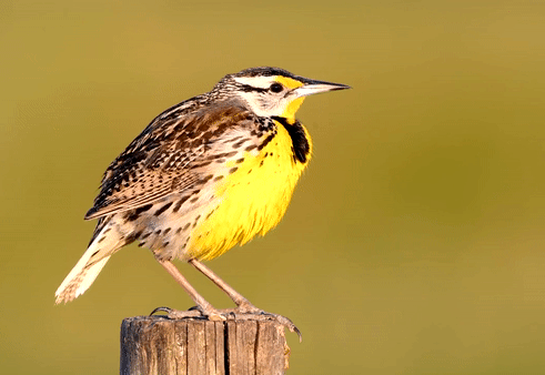 Bird Gif
