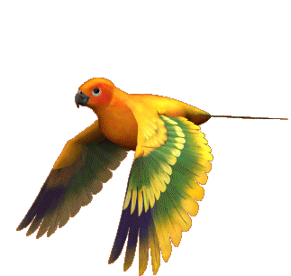 Bird Gif
