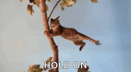 Hold Gif