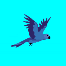 Bird Gif