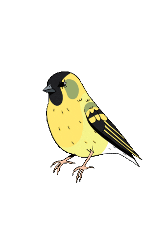 Bird Gif