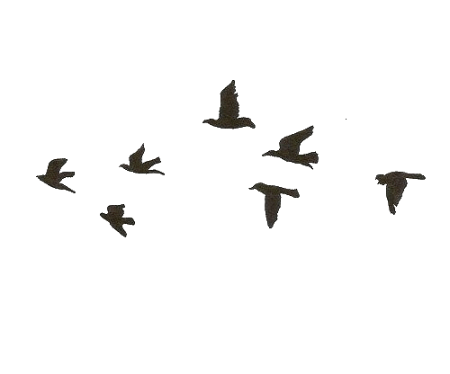 Bird Gif