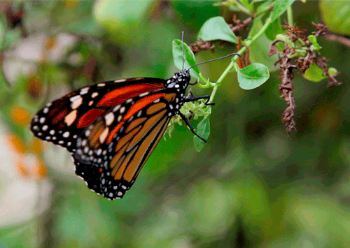 Butterfly Gif
