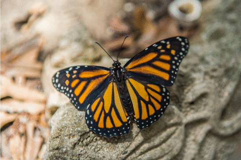 Butterfly Gif