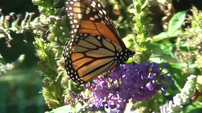 Butterfly Gif