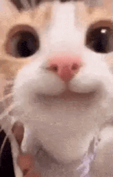 Cute Cat Gif