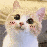 Cute Cat Gif
