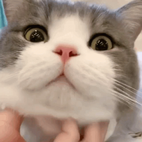 Cute Cat Gif