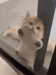 Cute Cat Gif