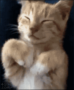 Cute Cat Gif