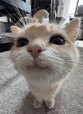 Cute Cat Gif
