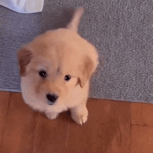 Puppy Gif