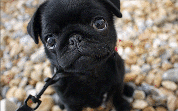 Puppy Gif