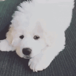 Puppy Gif