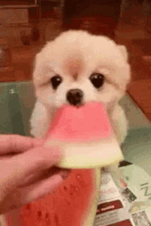 Puppy Gif