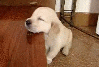 Puppy Gif