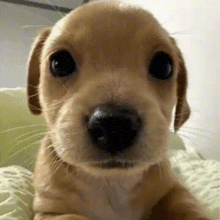 Puppy Gif