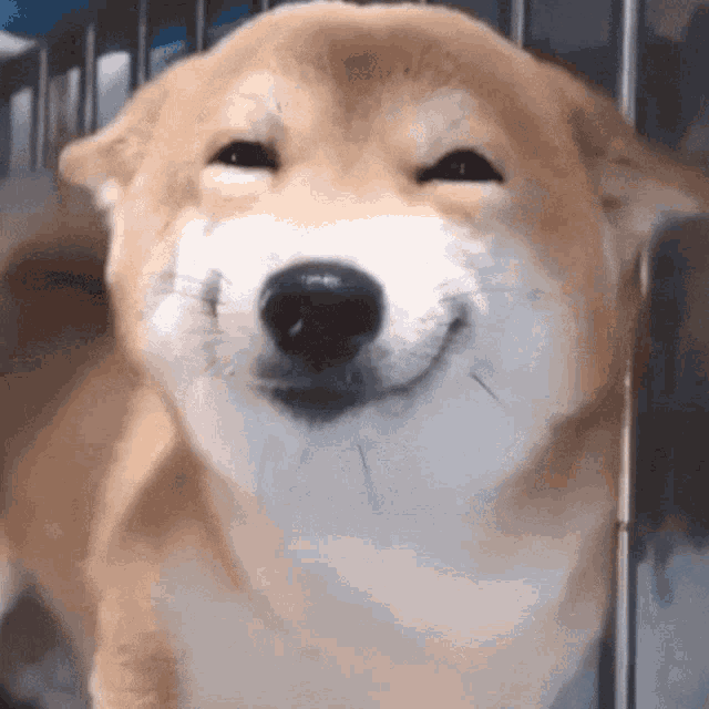 Puppy Gif