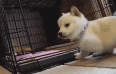 Puppy Gif