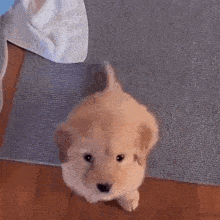 Puppy Gif
