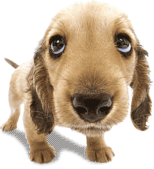 Puppy Gif