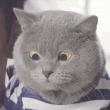 Confused Gif