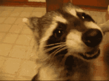 Jimothy Raccoon Gif