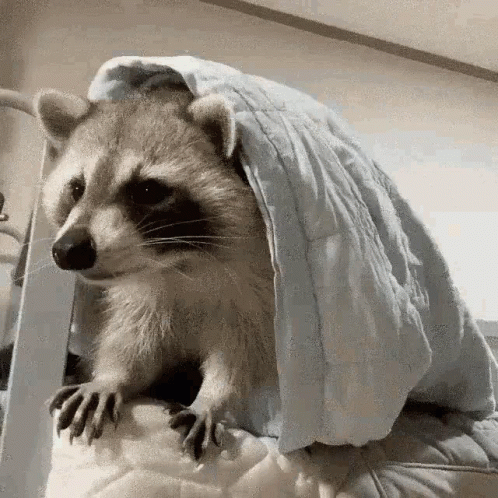 Jimothy Raccoon Gif