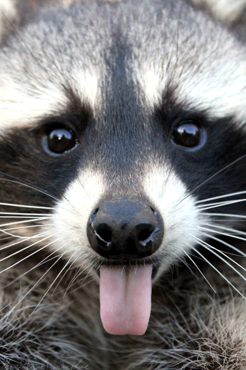 Jimothy Raccoon Gif