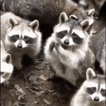 Jimothy Raccoon Gif