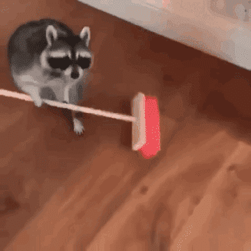Jimothy Raccoon Gif