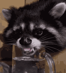 Jimothy Raccoon Gif