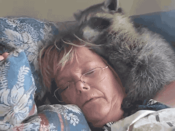 Jimothy Raccoon Gif